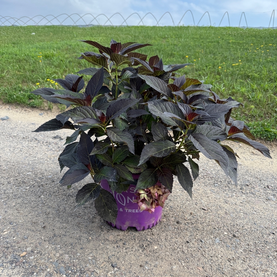 Hydrangea macrophylla First Edition® Eclipse® PP34544