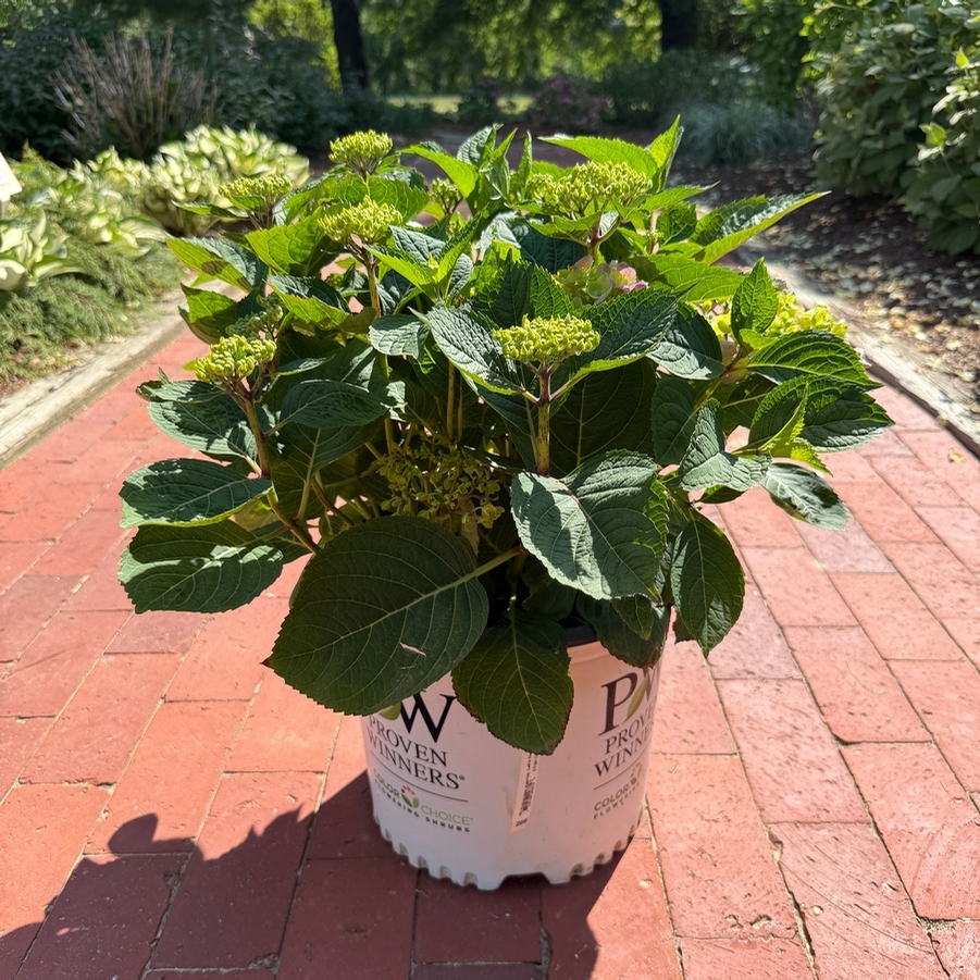 Hydrangea macrophylla Let's Dance Sky View® PP34327