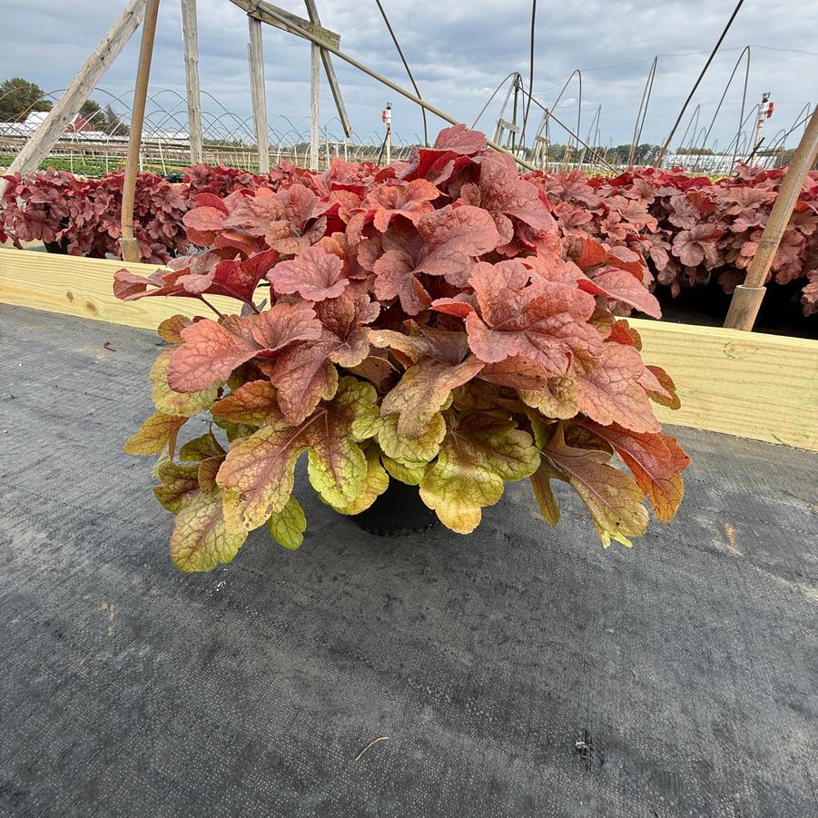Heucherella Buttered Rum