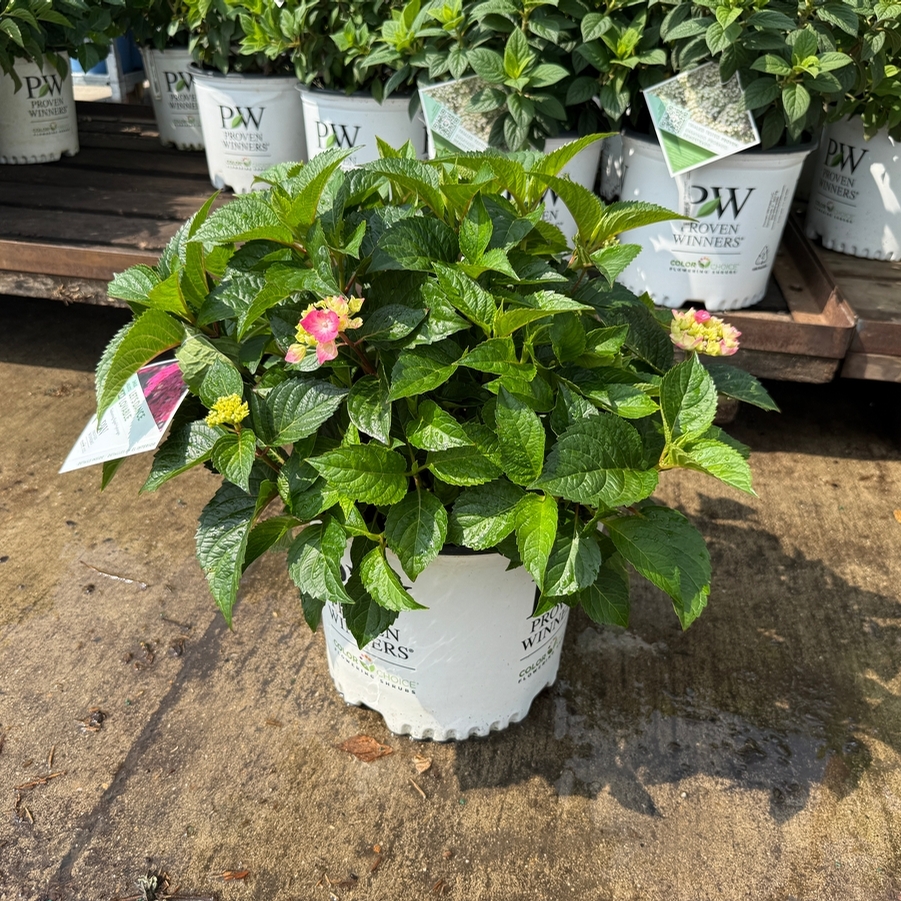Hydrangea macrophylla Let's Dance Lovable® PP35317