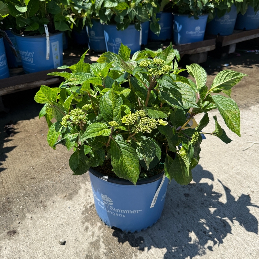 Hydrangea macrophylla Pop Star™ PP33708