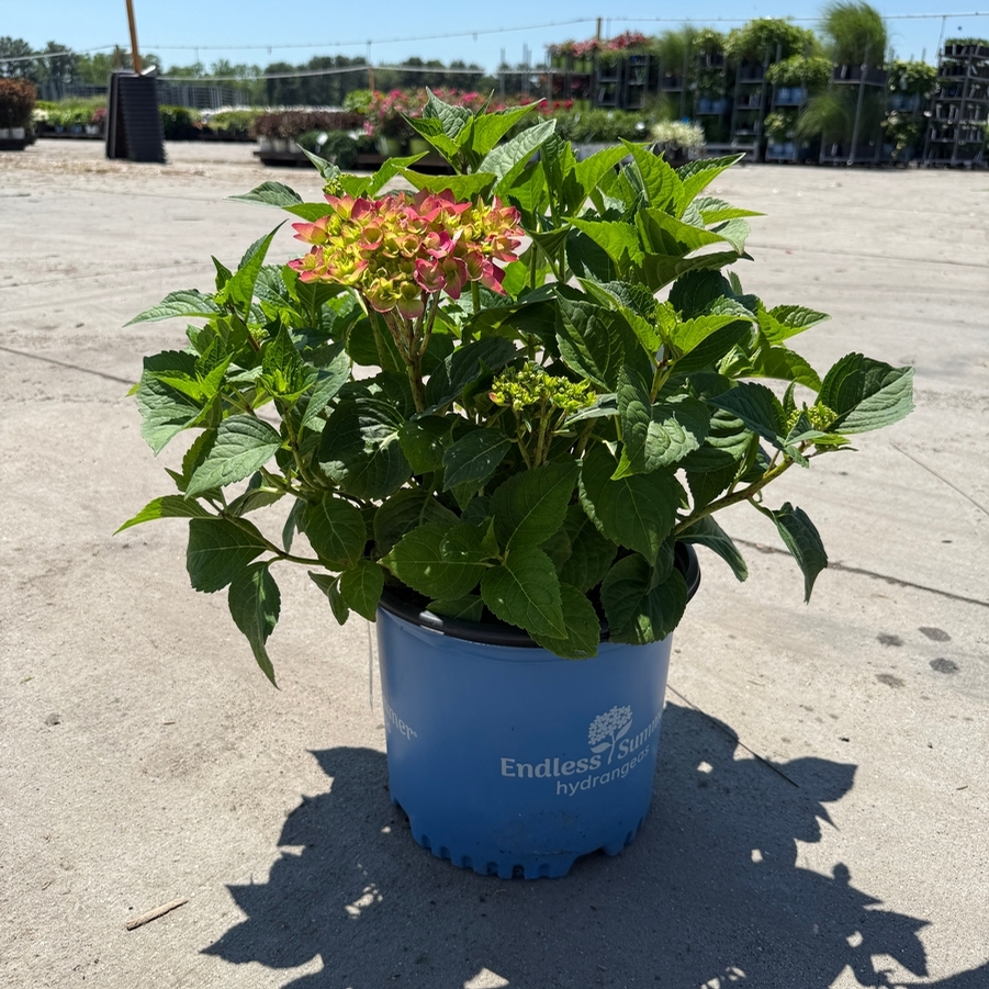 Hydrangea macrophylla Summer Crush®