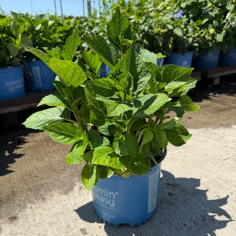 Hydrangea macrophylla Tilt-A-Swirl® PP26426
