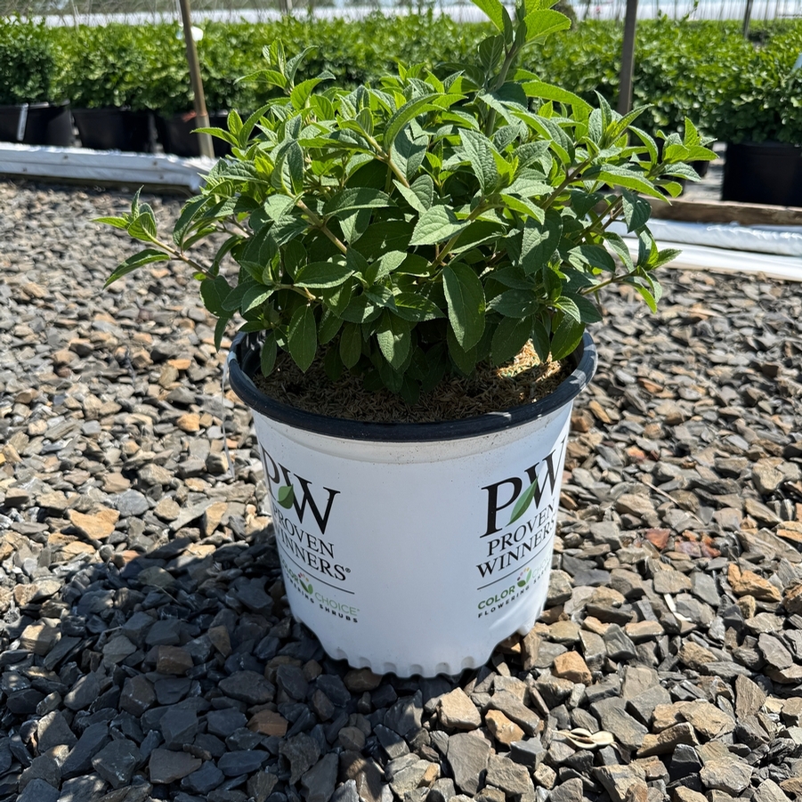 Hydrangea paniculata Bobo® PP22782