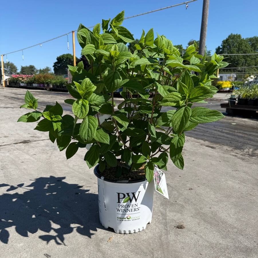 Hydrangea paniculata Fire Light®