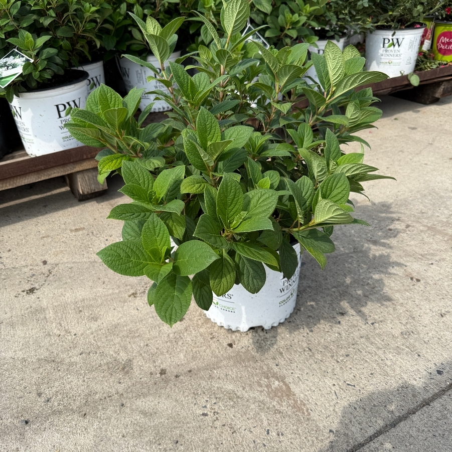 Hydrangea paniculata Little Quick Fire® PP25136