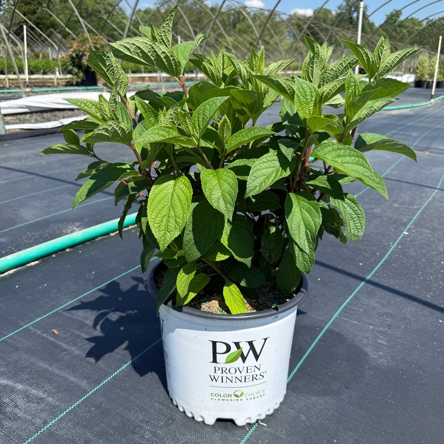 Hydrangea paniculata Pinky Winky® PP16166