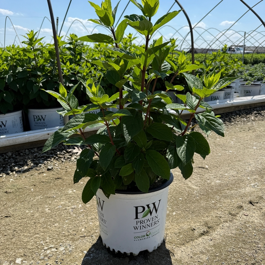 Hydrangea paniculata Pinky Winky Prime® PP35334