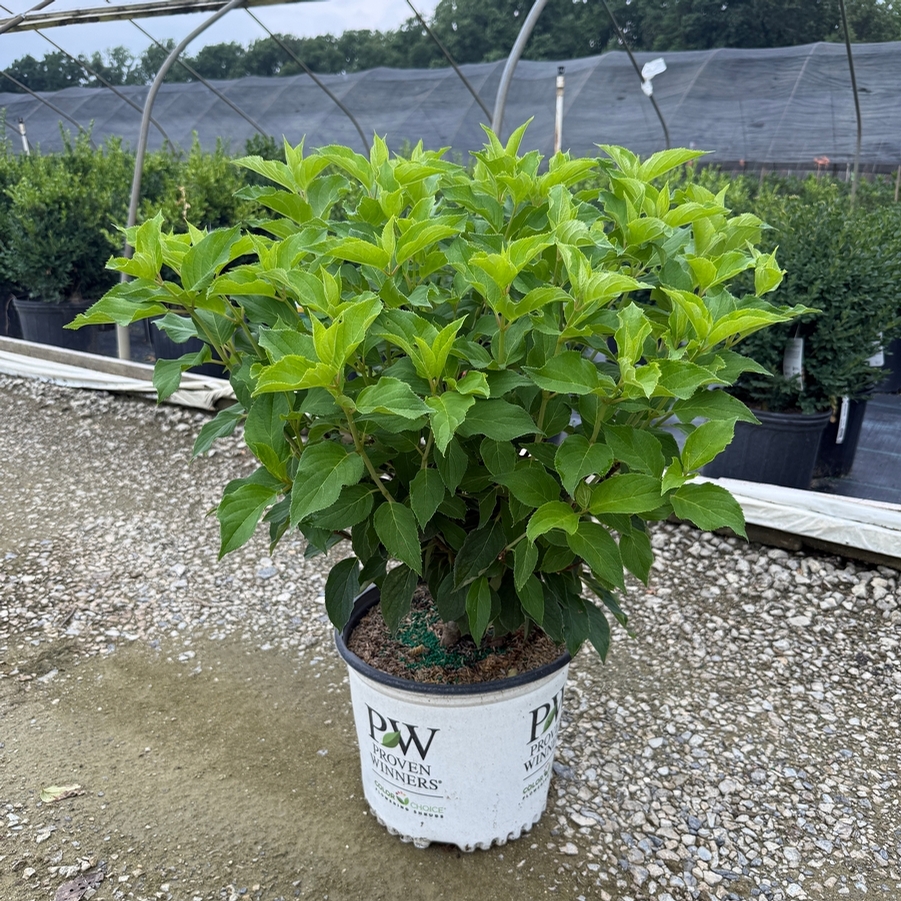 Hydrangea paniculata Puffer Fish® PP35316