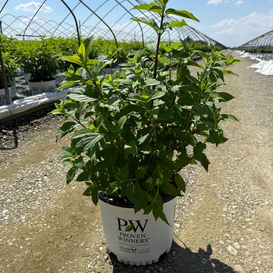 Hydrangea paniculata Quick Fire Fab® PP32513
