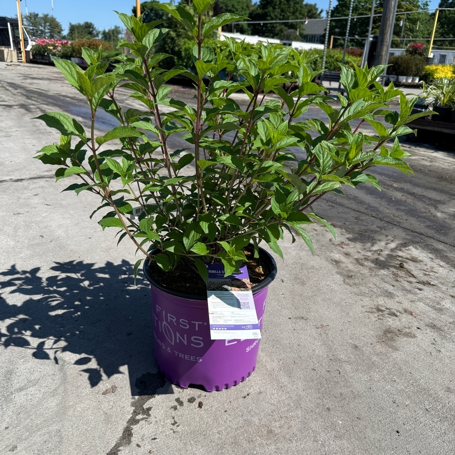 Hydrangea paniculata Vanilla Strawberry™ PP20670