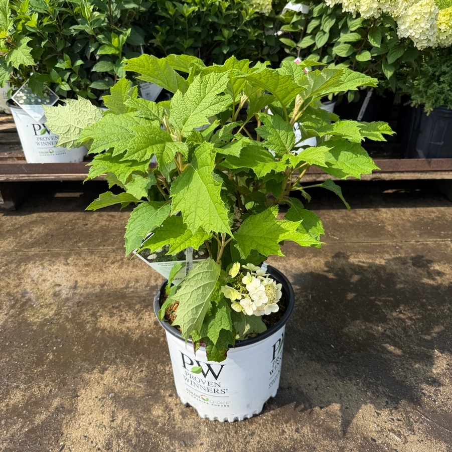 Hydrangea quercifolia Gatsby Gal® PP25106