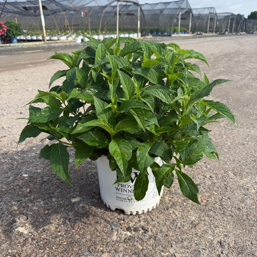 Hydrangea serrata Tiny Tuff Stuff™ PP24842