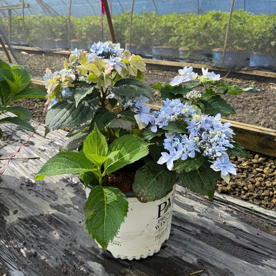 Hydrangea serrata Tuff Stuff Ah-Ha® PP29832