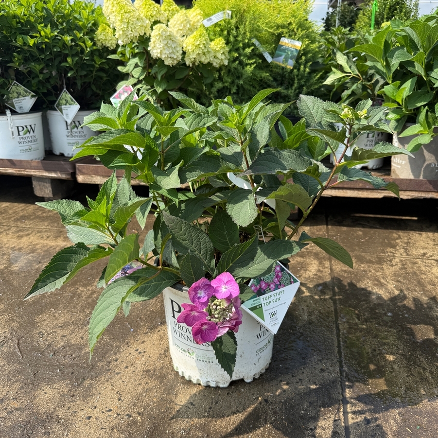 Hydrangea serrata Tuff Stuff Top Fun®