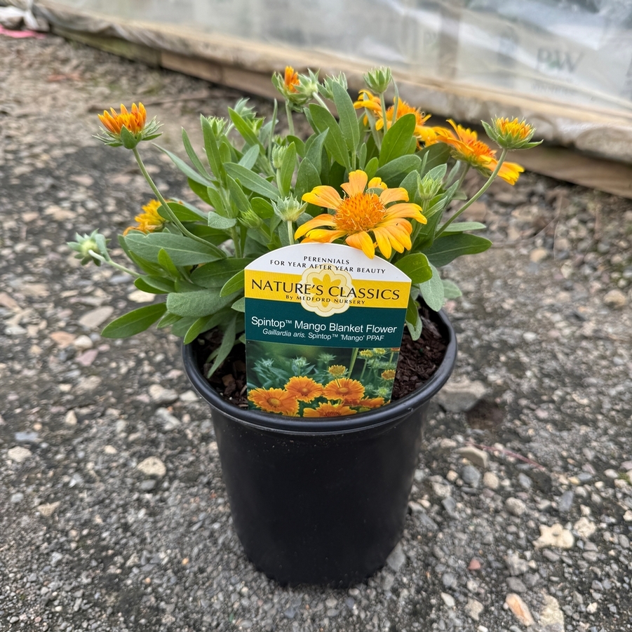 Gaillardia aristata Spintop™ Mango PP35273