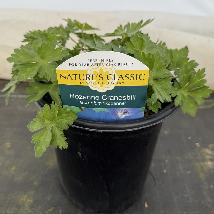 Geranium Rozanne®