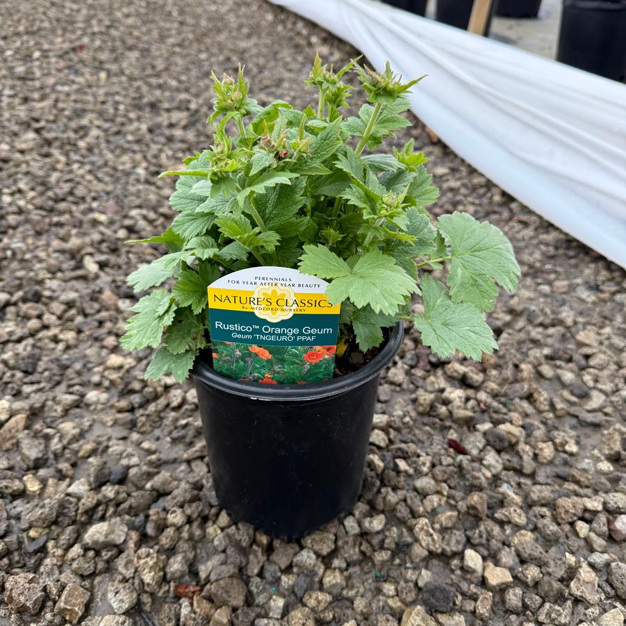 Geum Rustico™ Orange PP28238