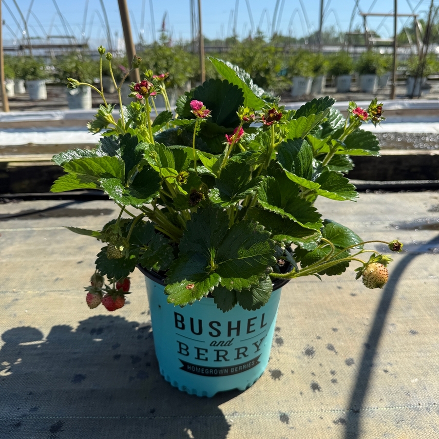 Fragaria x Frisan Rosy Belle™