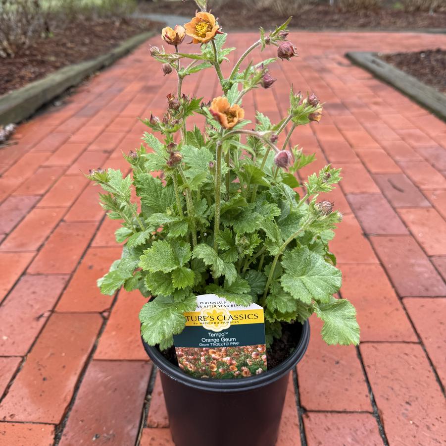 Geum Tempo™ Orange