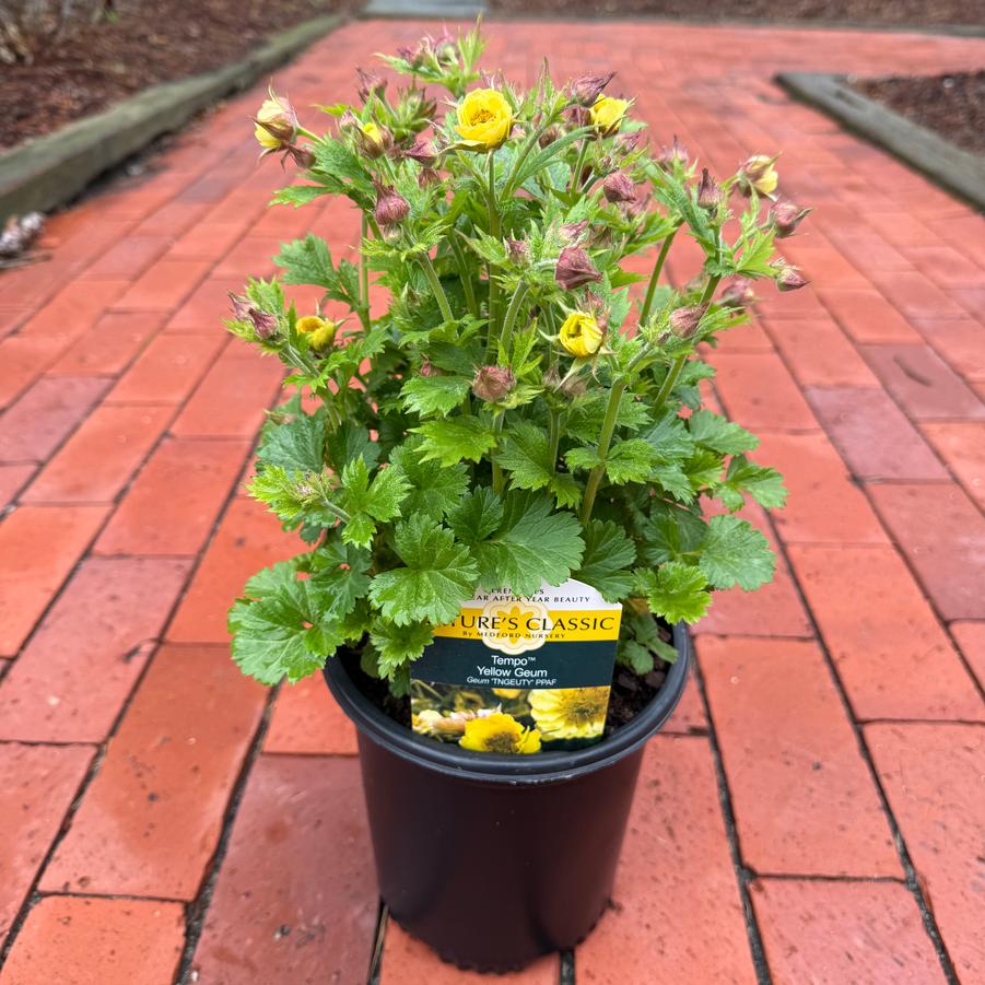 Geum Tempo™ Yellow
