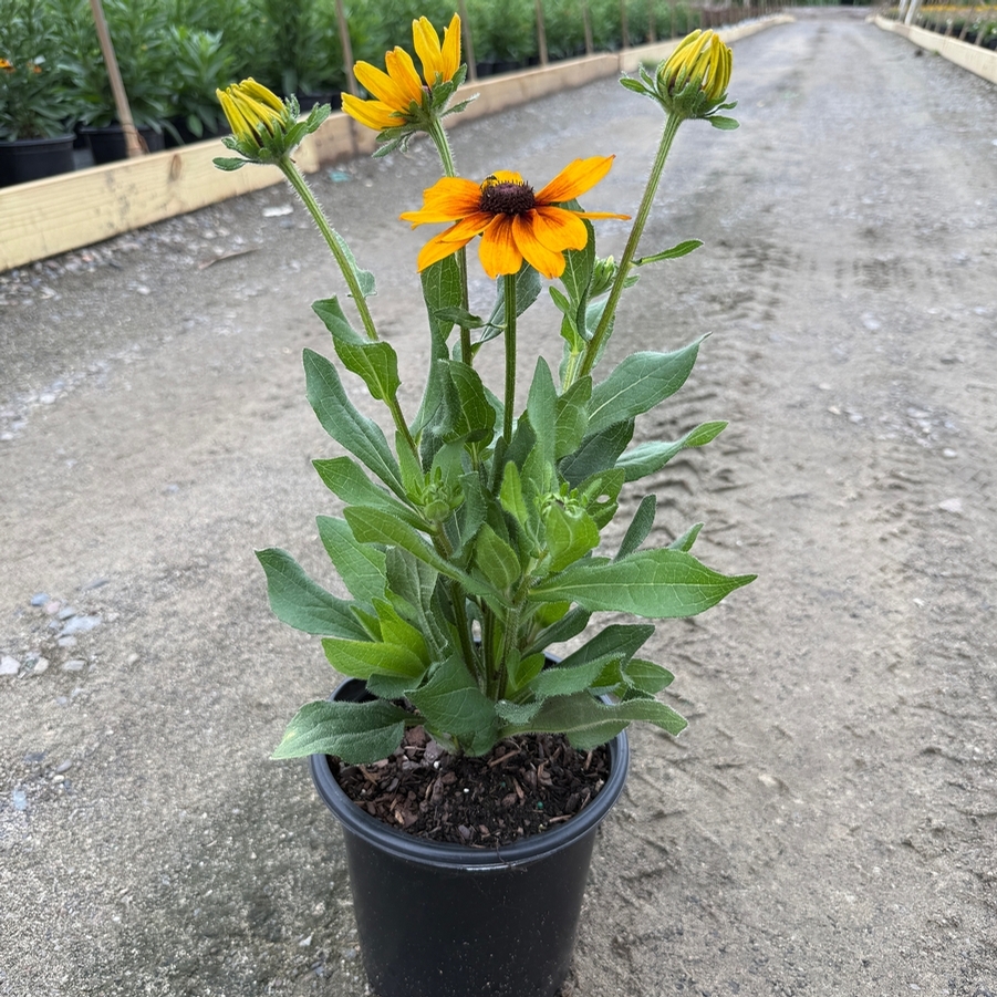 Echibeckia Summerina® Yellow