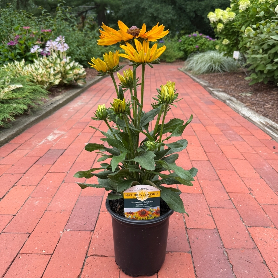 Echibeckia Summerina® Sunchaser™