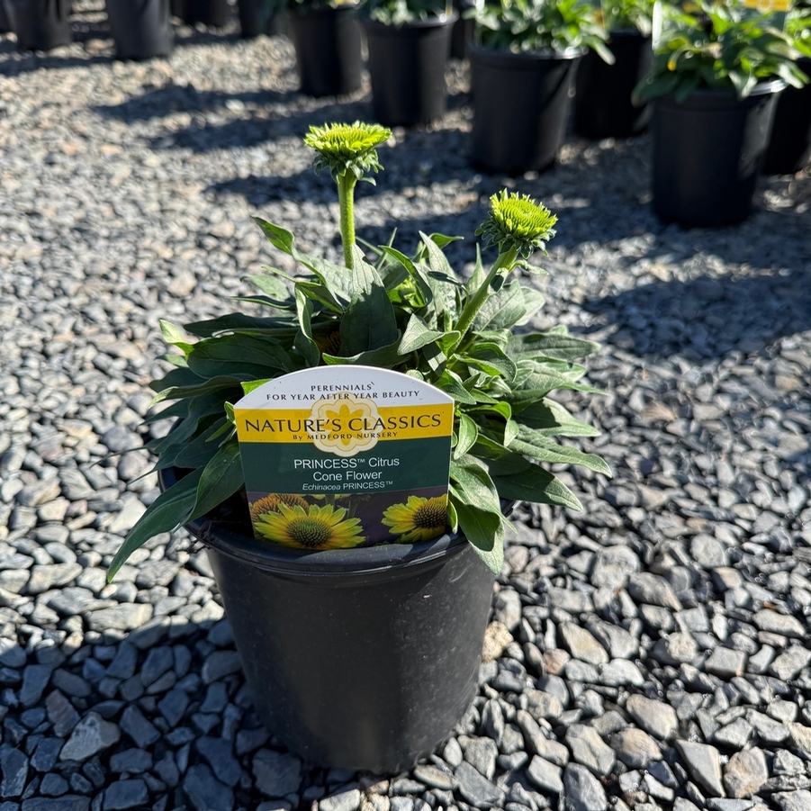 Echinacea Princess™ Citrus