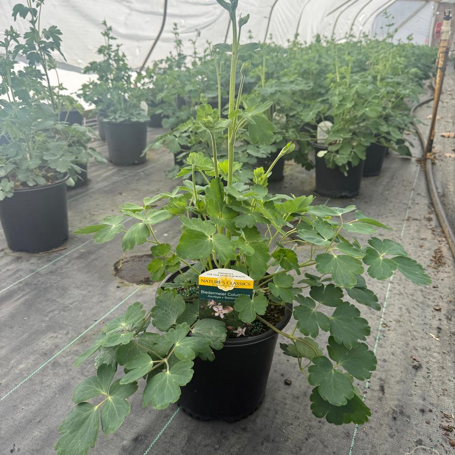 Aquilegia x hybrida Biedermeier