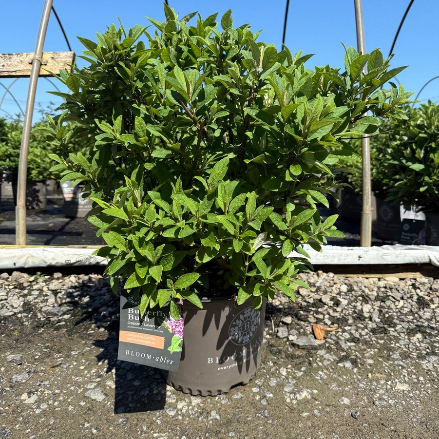Buddleia davidii Dapper® Lavender