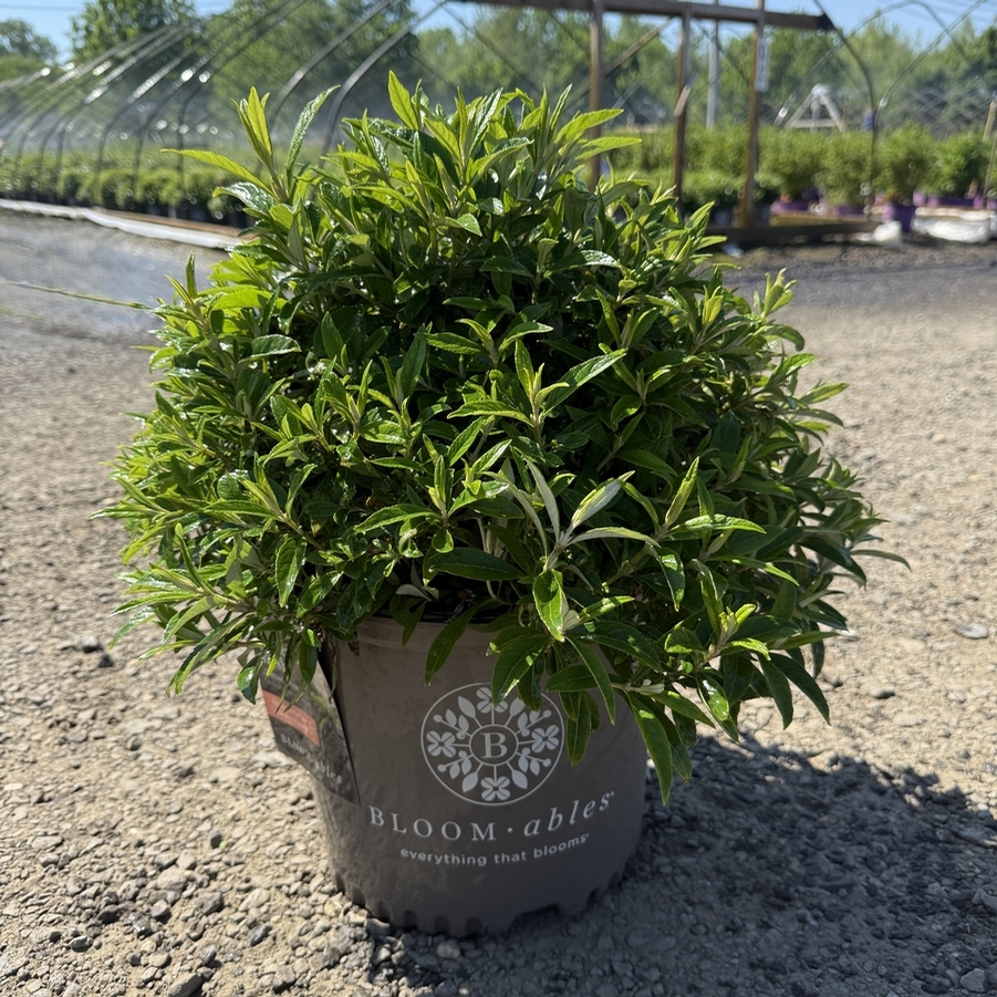 Buddleia davidii Dapper® White