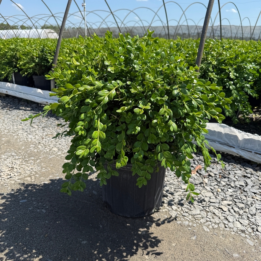 Buxus microphylla kor. Wintergreen