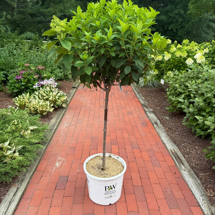 Hydrangea paniculata Limelight PP12874 (Tree Form)