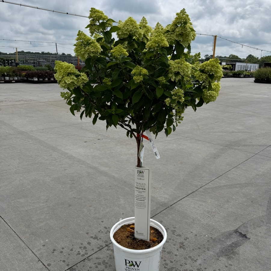 Hydrangea paniculata Little Lime® ('Jane') (Tree Form)