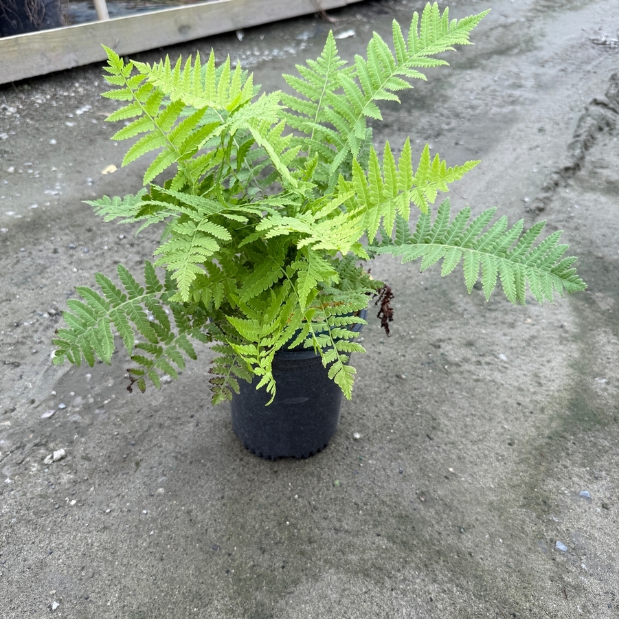 Matteuccia struthiopteris 