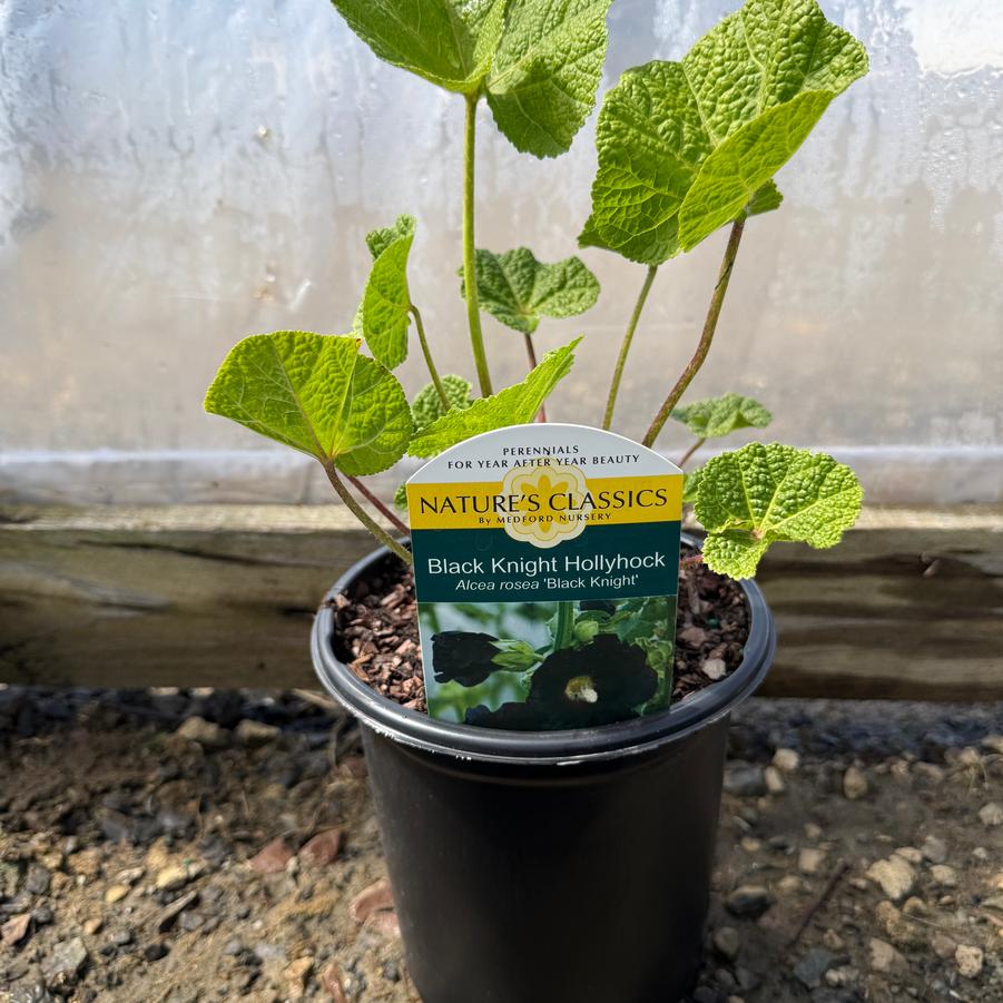 Alcea rosea Black Knight