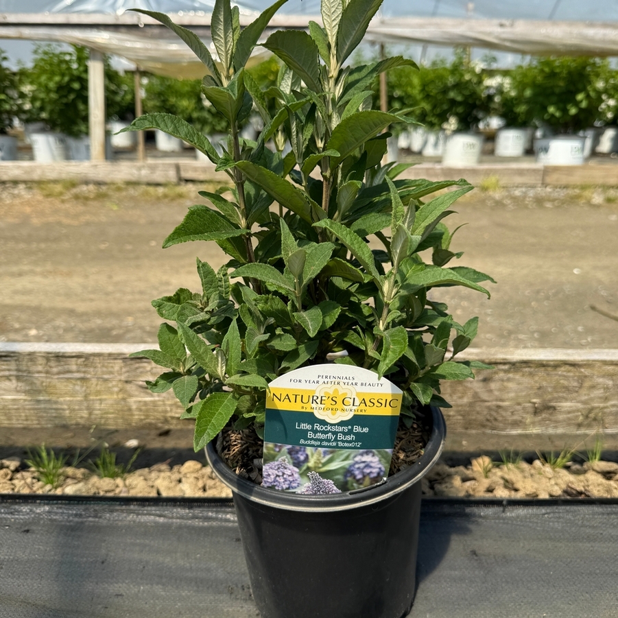 Buddleia Little Rockstars Blue