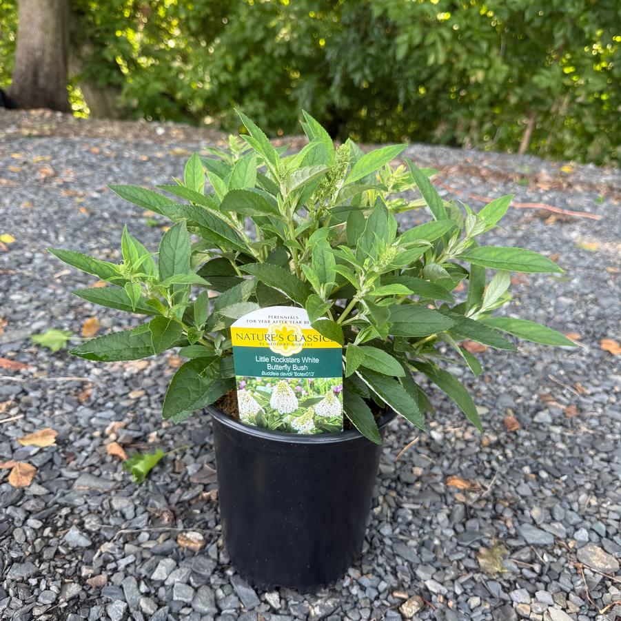 Buddleia Little Rockstars White