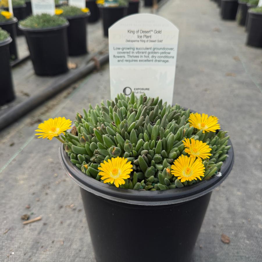 Delosperma King of Desert™ Gold