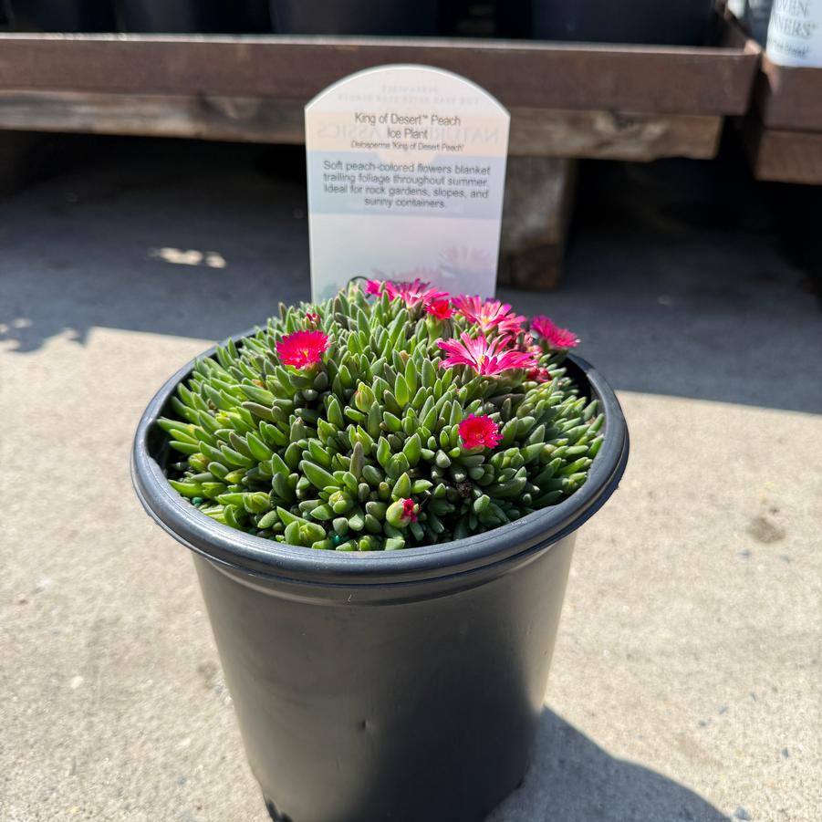 Delosperma King of Desert™ Peach