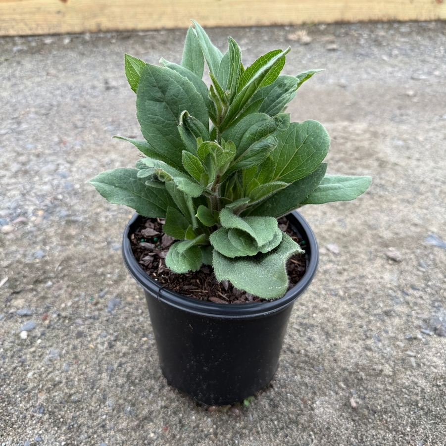Echibeckia™ Summerina Glow® Dizz