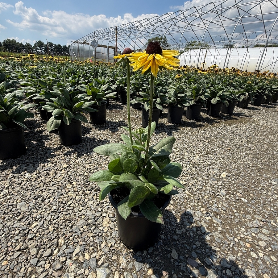 Echibeckia™ Summerina Glow® Limonata