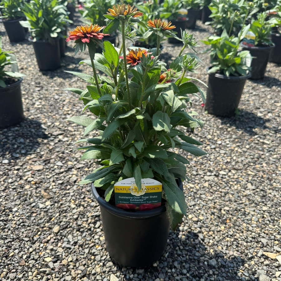 Echibeckia™ Summerina Glow® Sugar Shake