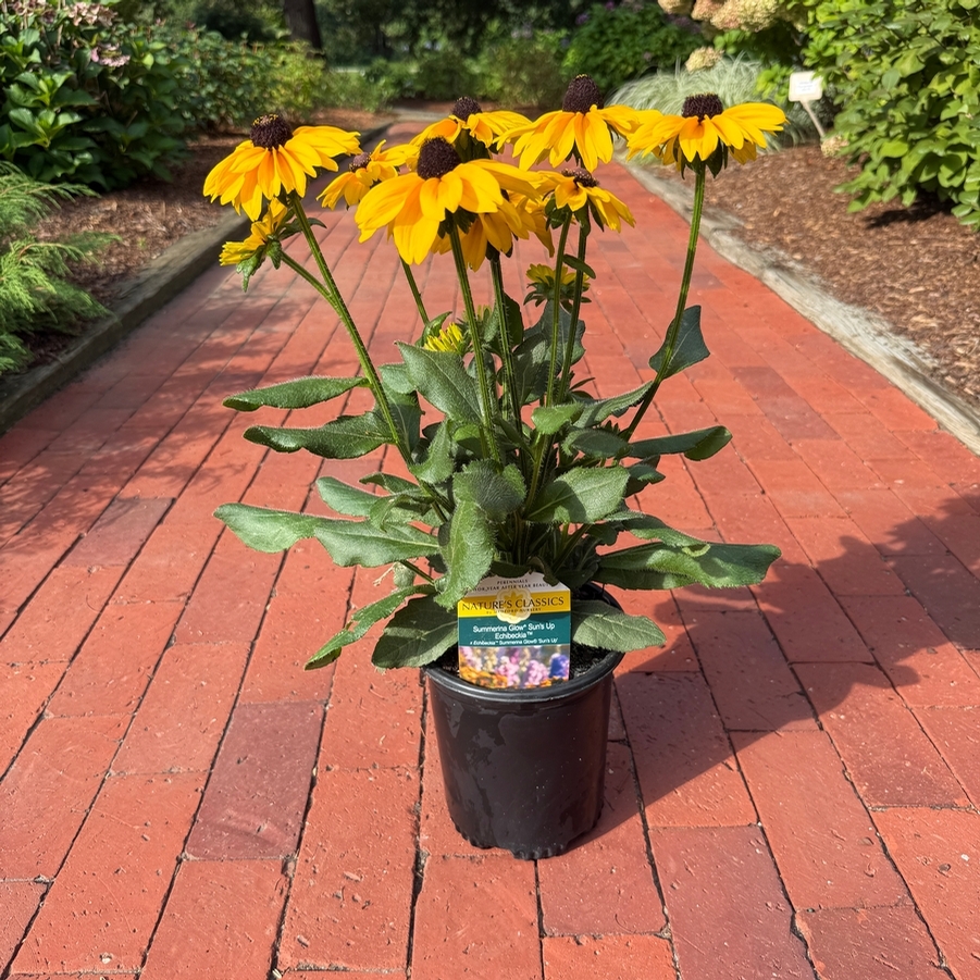 Echibeckia™ Summerina Glow® Sun's Up