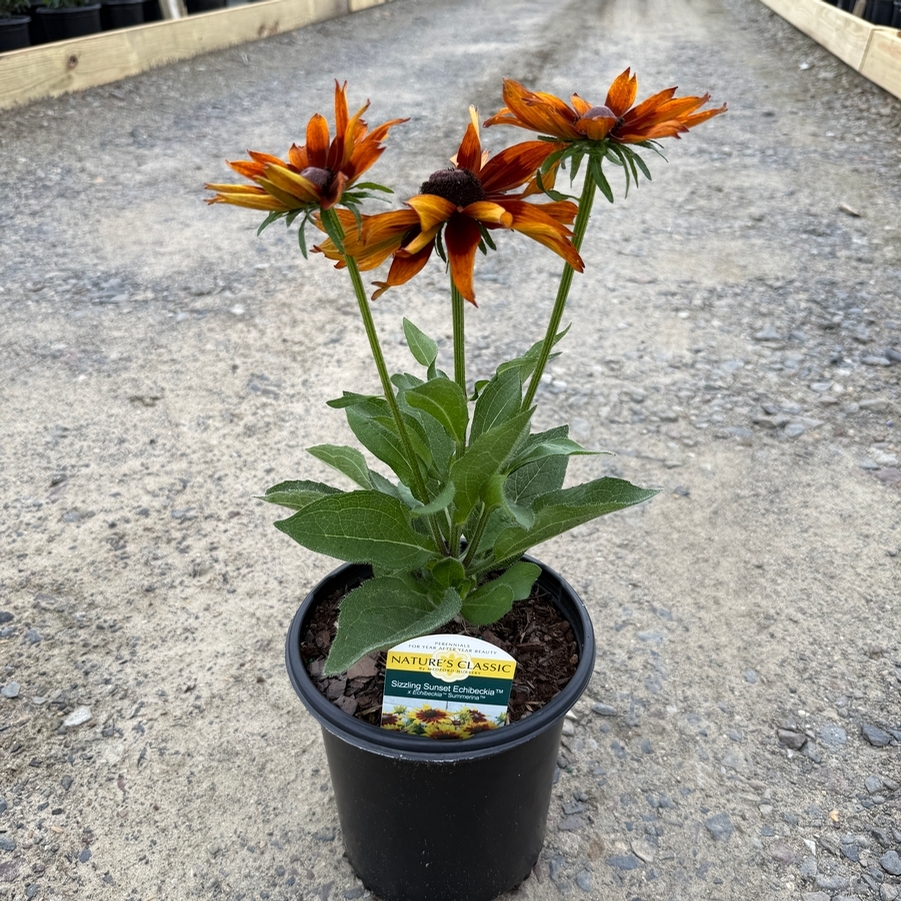 Echibeckia™ Summerina® Sizzling Sunset