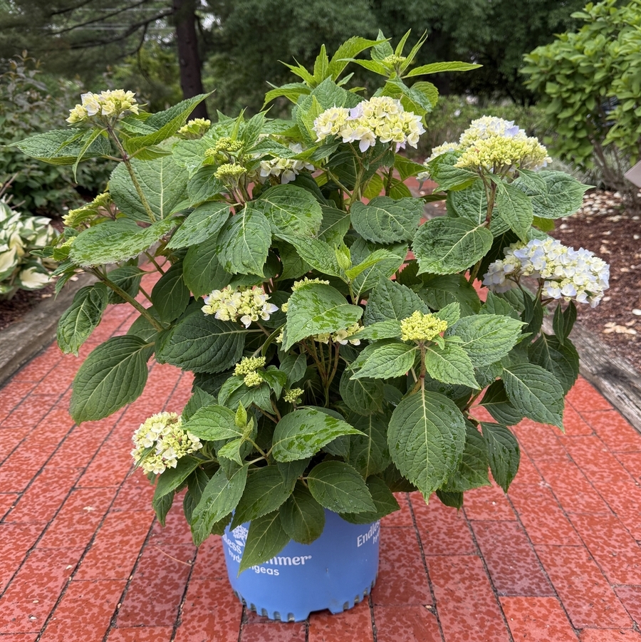 Hydrangea macrophylla Endless Summer® PP15298