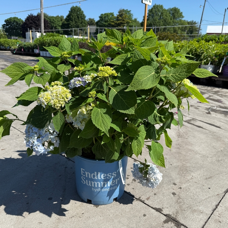 Hydrangea macrophylla Endless Summer® PP15298
