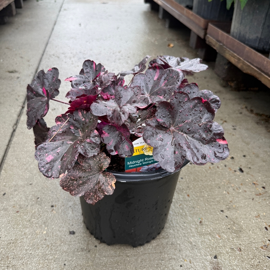 Heuchera Midnight Rose