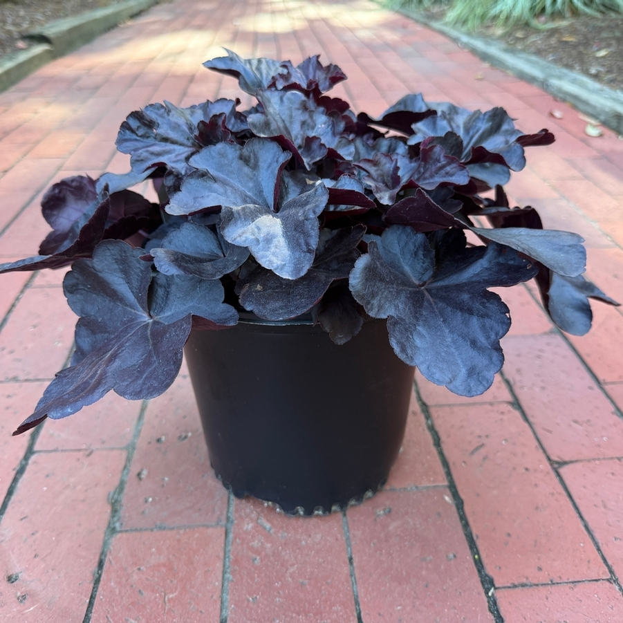 Heuchera Obsidian