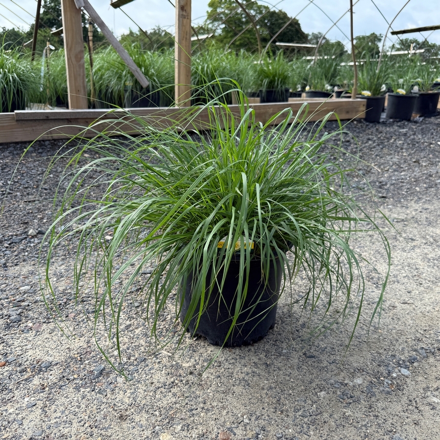 Pennisetum alopalopecuroides Jambalaya